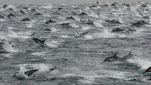 Dolphins