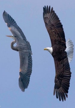 Heron_eagle