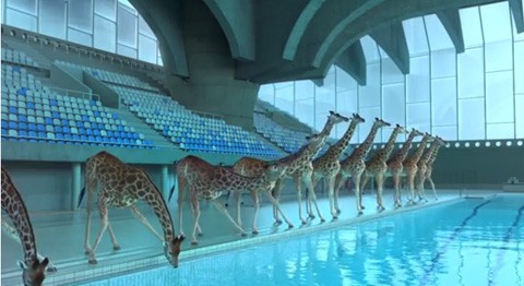 Giraffes