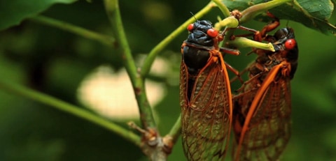 2_cicada