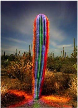 Cactus