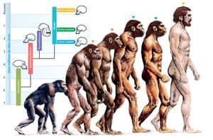 Body-Evolution