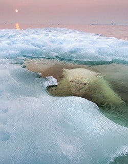 Polarbear