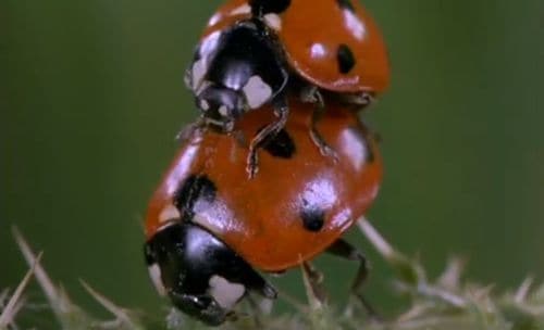 Ladybugsex