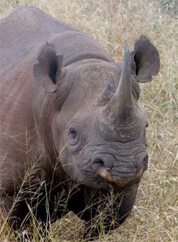 Rhino