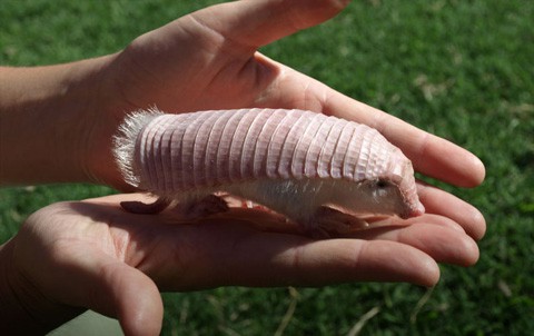 Armadillo