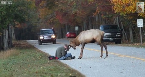 Elk