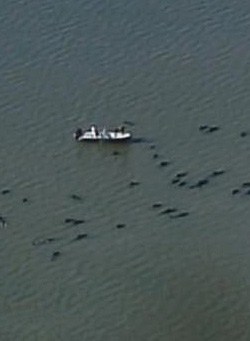 Pilotwhales