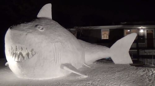 Snowshark