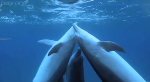Dolphins