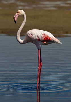 Flamingo