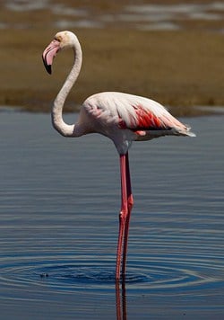 Flamingo