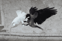Bird attack_1