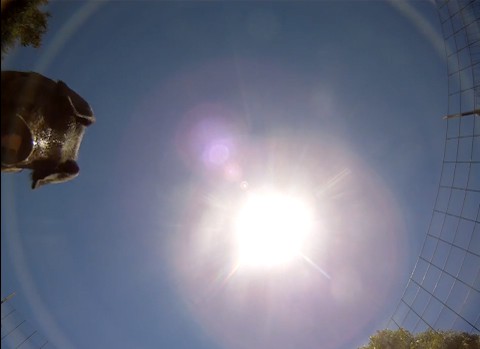 Gopro_pig