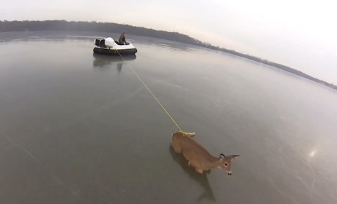 Deer