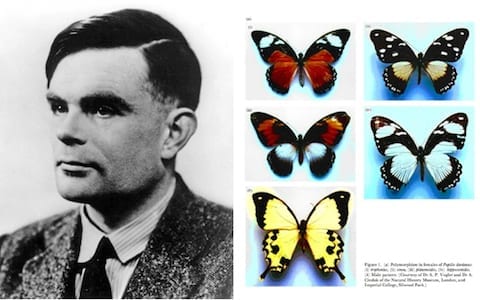 Alan Turing Morphogenesis