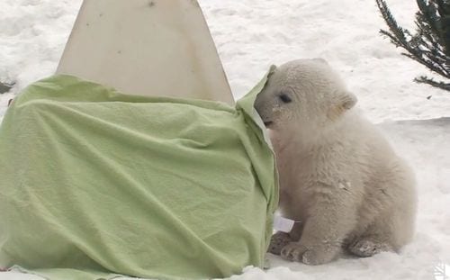 Polarbear
