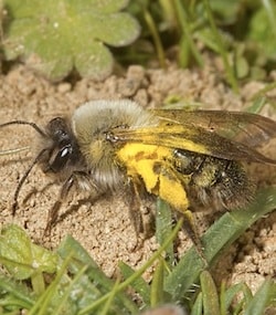 Bee