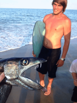 2_lancetfish