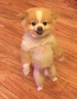 Pomeranian