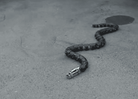Robosnake