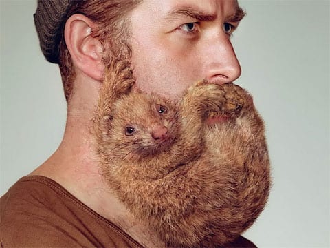 Schick Beard Mammal campaign