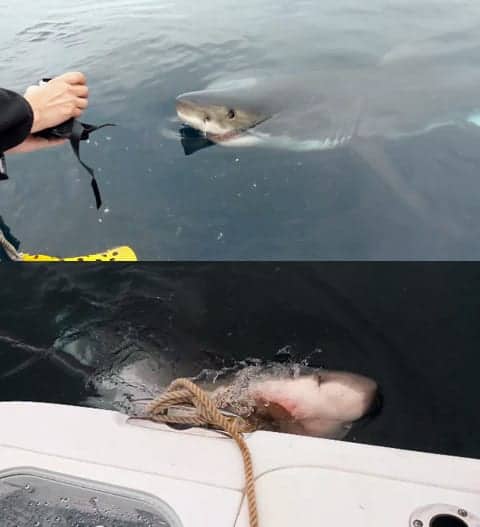 2_shark