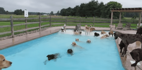 Puppy Pool Party