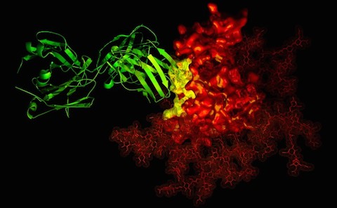 HIV antibodies