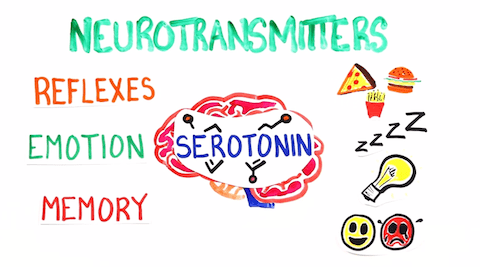 Your Brain on MDMA