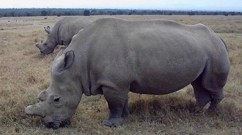 Northern White Rhino