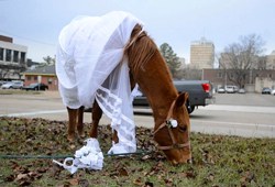 Horse-bride