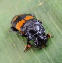 Burying-beetle