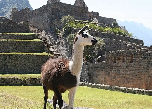 Llama