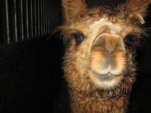 Alpaca