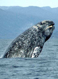 Gray-whale