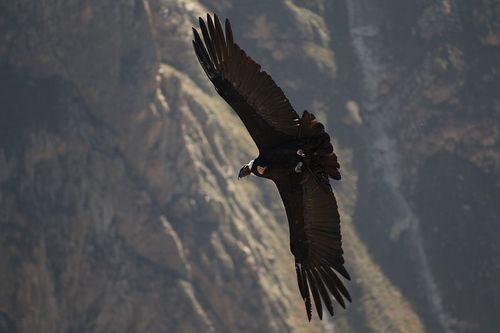 800px-Andean_Condor_in_full_flight