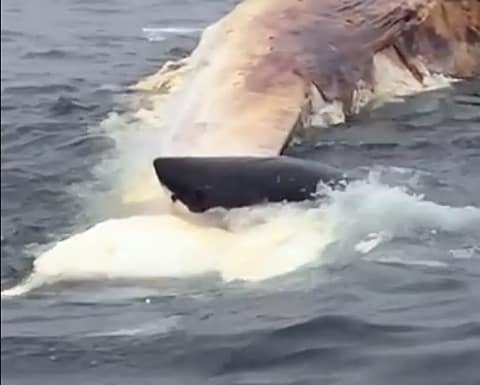 Great White Shark feeding on whale