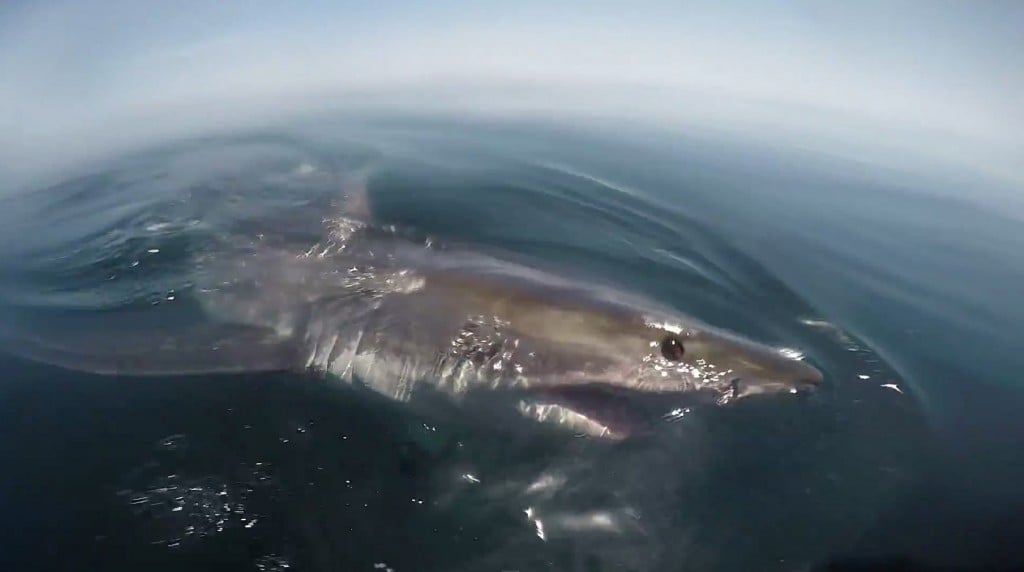 Massive Great White Shark Captured On GoPro As It Feeds On Dead Whale