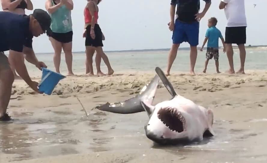 great white shark rescue