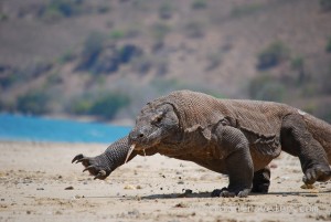 Komodo dragon, Komodo Island,  Indonesia, ManAboutWorld gay travel magazine