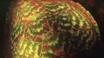 glowing sea turtle