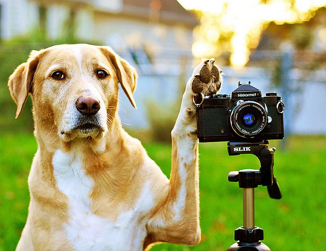 Canine tech from ManAboutWorld gay travel magazine and Towleroad Canine tech from ManAboutWorld gay travel magazine and Towleroad
