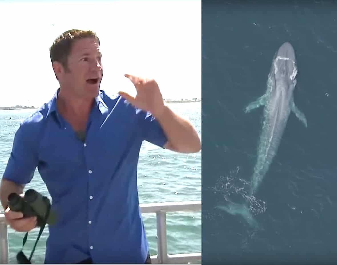 Steve Backshall blue whale