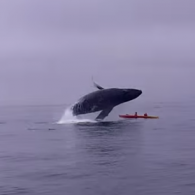 humpback whale