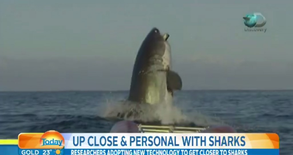 shark