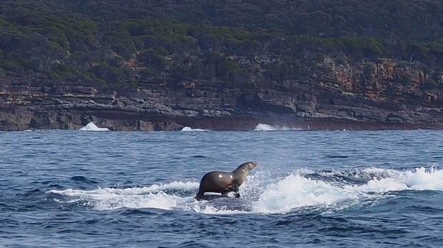 seal rides on a whale