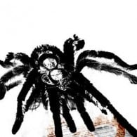 tarantula