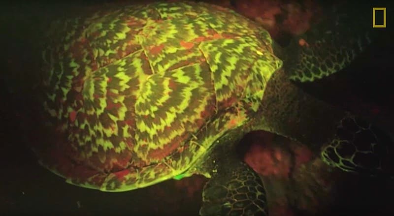 bioluminescent glowing sea turtle