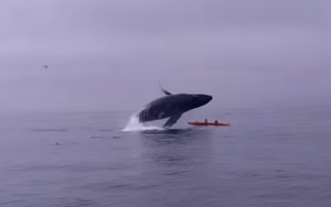 humpback whale